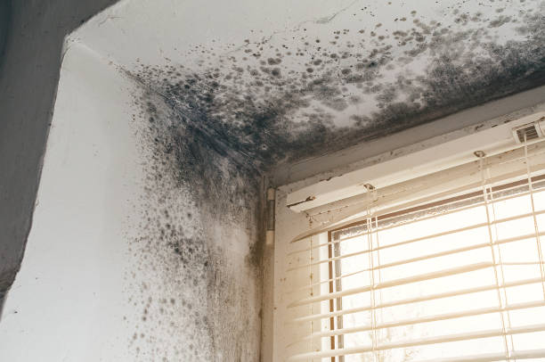 Trusted Crawl Space Mold Removal service in Dupont, PA - Cheap Mold Removal