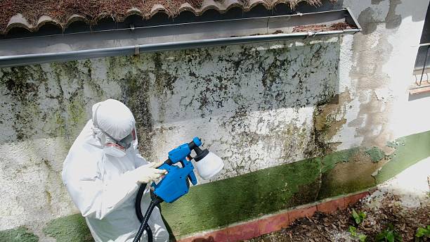 Top rated local Mold Cleanup specialists in Dupont, PA